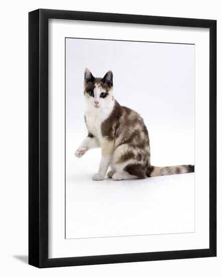 Domestic Cat, Chocolate-Tortoiseshell Looking up after Licking Paw-Jane Burton-Framed Photographic Print