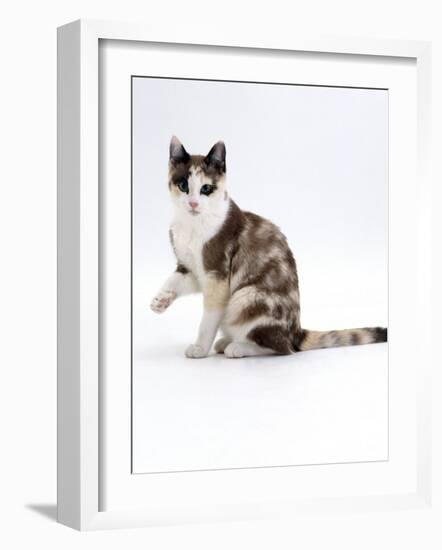 Domestic Cat, Chocolate-Tortoiseshell Looking up after Licking Paw-Jane Burton-Framed Photographic Print