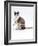 Domestic Cat, Chocolate-Tortoiseshell Looking up after Licking Paw-Jane Burton-Framed Photographic Print