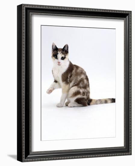 Domestic Cat, Chocolate-Tortoiseshell Looking up after Licking Paw-Jane Burton-Framed Photographic Print