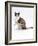 Domestic Cat, Chocolate-Tortoiseshell Looking up after Licking Paw-Jane Burton-Framed Photographic Print