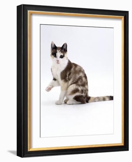 Domestic Cat, Chocolate-Tortoiseshell Looking up after Licking Paw-Jane Burton-Framed Photographic Print