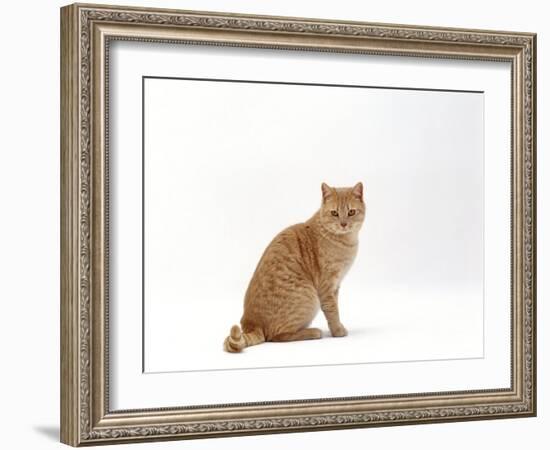 Domestic Cat, Cream British Shorthair Male Sitting-Jane Burton-Framed Photographic Print