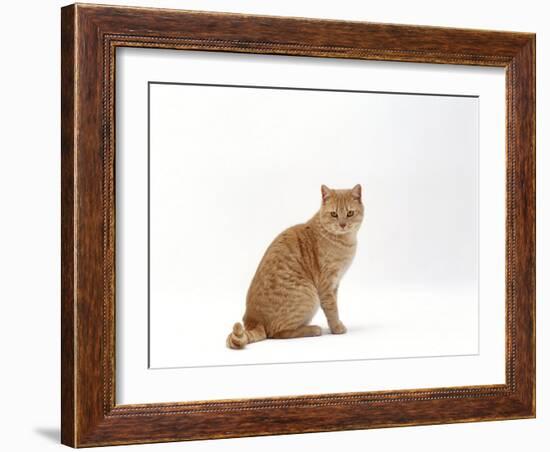 Domestic Cat, Cream British Shorthair Male Sitting-Jane Burton-Framed Photographic Print