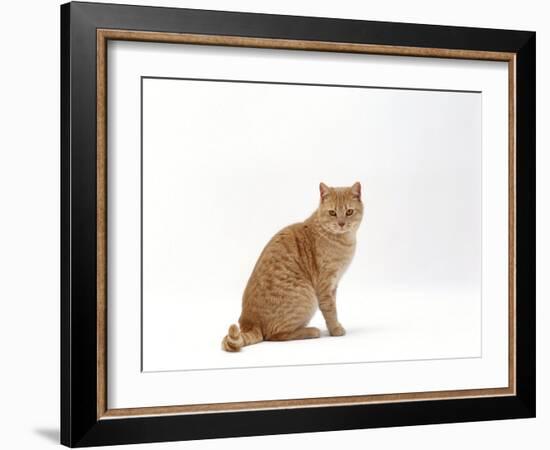 Domestic Cat, Cream British Shorthair Male Sitting-Jane Burton-Framed Photographic Print