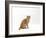 Domestic Cat, Cream British Shorthair Male Sitting-Jane Burton-Framed Photographic Print