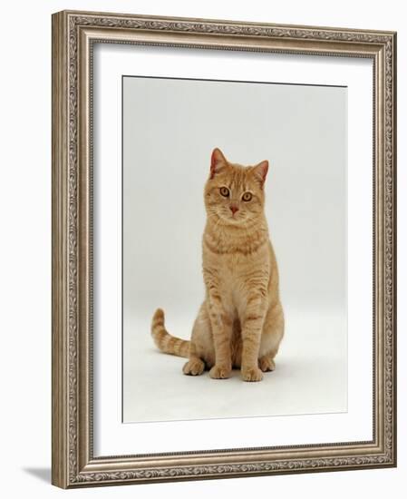 Domestic Cat, Cream British Shorthair Male-Jane Burton-Framed Photographic Print