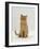 Domestic Cat, Cream British Shorthair Male-Jane Burton-Framed Photographic Print