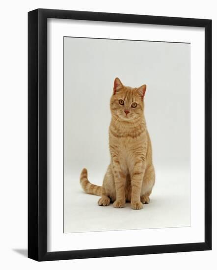 Domestic Cat, Cream British Shorthair Male-Jane Burton-Framed Photographic Print