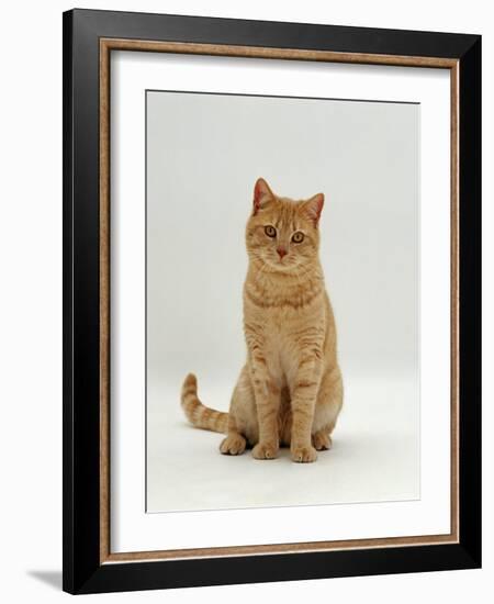 Domestic Cat, Cream British Shorthair Male-Jane Burton-Framed Photographic Print