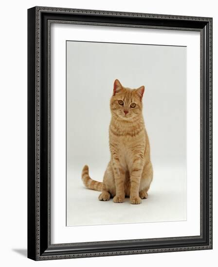 Domestic Cat, Cream British Shorthair Male-Jane Burton-Framed Photographic Print