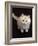 Domestic Cat, Cream Persian-Cross Kitten Sitting, Shot from Above-Jane Burton-Framed Photographic Print