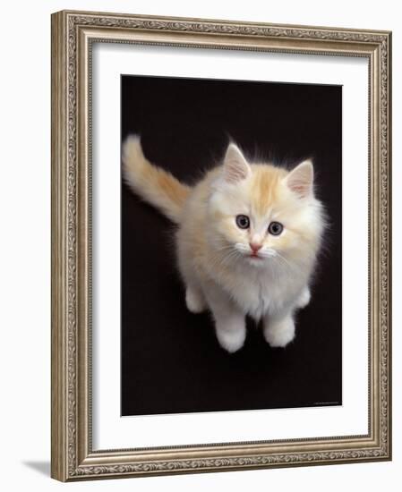 Domestic Cat, Cream Persian-Cross Kitten Sitting, Shot from Above-Jane Burton-Framed Photographic Print