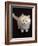 Domestic Cat, Cream Persian-Cross Kitten Sitting, Shot from Above-Jane Burton-Framed Photographic Print