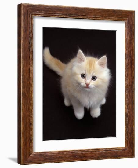 Domestic Cat, Cream Persian-Cross Kitten Sitting, Shot from Above-Jane Burton-Framed Photographic Print