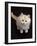 Domestic Cat, Cream Persian-Cross Kitten Sitting, Shot from Above-Jane Burton-Framed Photographic Print