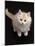 Domestic Cat, Cream Persian-Cross Kitten Sitting, Shot from Above-Jane Burton-Mounted Photographic Print