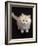 Domestic Cat, Cream Persian-Cross Kitten Sitting, Shot from Above-Jane Burton-Framed Photographic Print