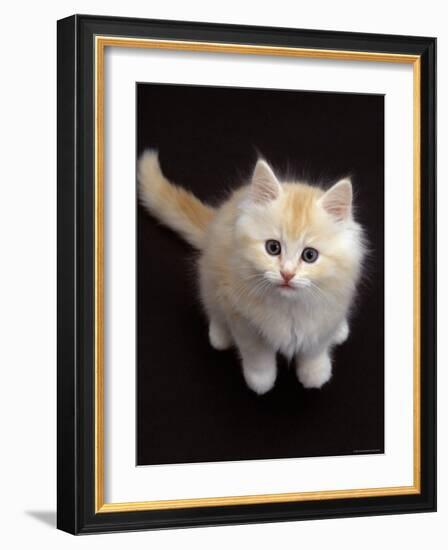 Domestic Cat, Cream Persian-Cross Kitten Sitting, Shot from Above-Jane Burton-Framed Photographic Print