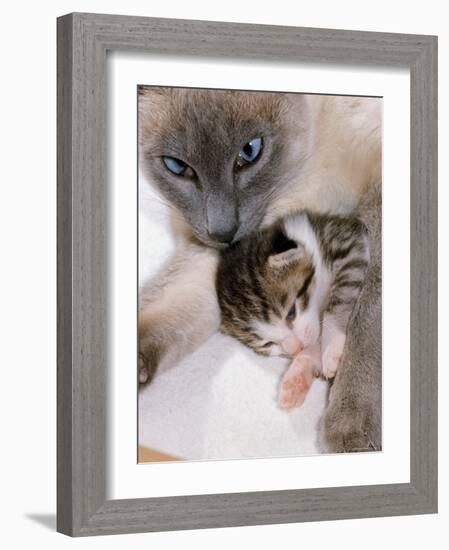 Domestic Cat, Cross Bred Tabby Kitten with Siamese Mother-Jane Burton-Framed Photographic Print
