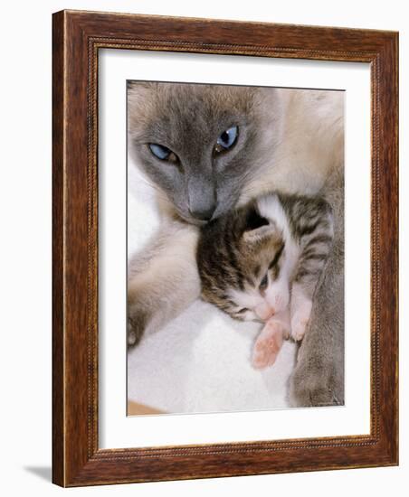 Domestic Cat, Cross Bred Tabby Kitten with Siamese Mother-Jane Burton-Framed Photographic Print