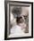 Domestic Cat, Cross Bred Tabby Kitten with Siamese Mother-Jane Burton-Framed Photographic Print