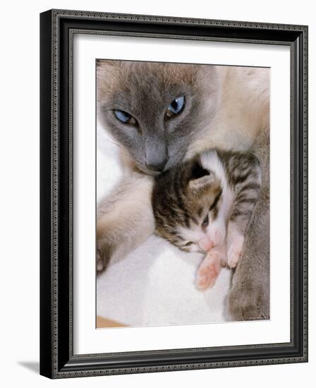 Domestic Cat, Cross Bred Tabby Kitten with Siamese Mother-Jane Burton-Framed Photographic Print