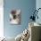 Domestic Cat, Cross Bred Tabby Kitten with Siamese Mother-Jane Burton-Photographic Print displayed on a wall