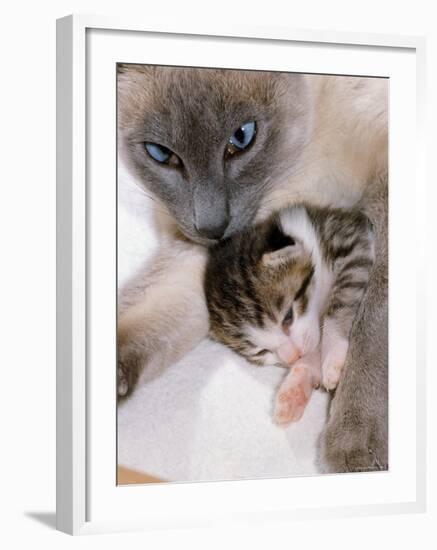 Domestic Cat, Cross Bred Tabby Kitten with Siamese Mother-Jane Burton-Framed Photographic Print