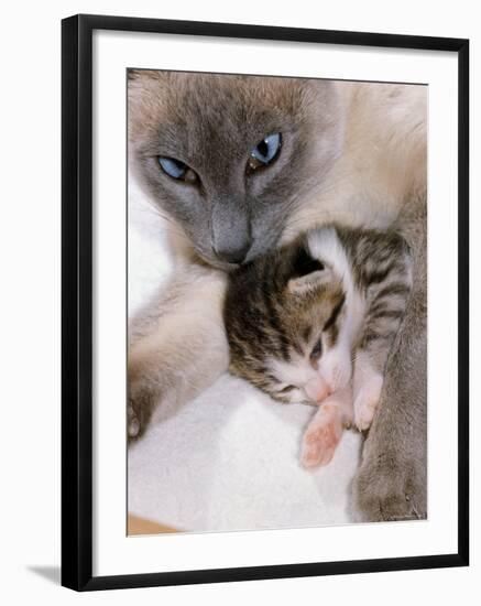 Domestic Cat, Cross Bred Tabby Kitten with Siamese Mother-Jane Burton-Framed Photographic Print