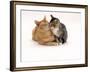 Domestic Cat Father, Red Male with His Agouti Tabby Male Kitten-Jane Burton-Framed Photographic Print