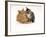 Domestic Cat Father, Red Male with His Agouti Tabby Male Kitten-Jane Burton-Framed Photographic Print