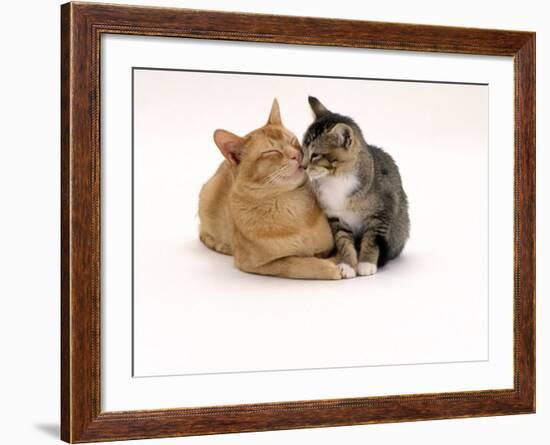 Domestic Cat Father, Red Male with His Agouti Tabby Male Kitten-Jane Burton-Framed Photographic Print