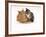 Domestic Cat Father, Red Male with His Agouti Tabby Male Kitten-Jane Burton-Framed Photographic Print