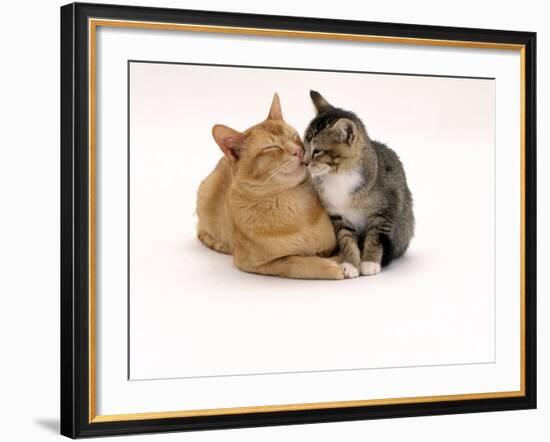 Domestic Cat Father, Red Male with His Agouti Tabby Male Kitten-Jane Burton-Framed Photographic Print