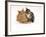 Domestic Cat Father, Red Male with His Agouti Tabby Male Kitten-Jane Burton-Framed Photographic Print