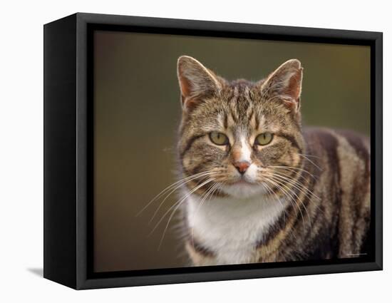 Domestic Cat (Felis Catus), Wester Ross, Scotland-Niall Benvie-Framed Premier Image Canvas