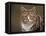 Domestic Cat (Felis Catus), Wester Ross, Scotland-Niall Benvie-Framed Premier Image Canvas