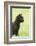 domestic cat, Felis silvestris catus, young animal, black, sidewise-David & Micha Sheldon-Framed Photographic Print