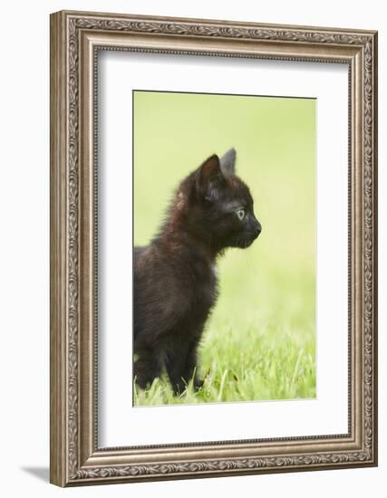 domestic cat, Felis silvestris catus, young animal, black, sidewise-David & Micha Sheldon-Framed Photographic Print