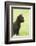 domestic cat, Felis silvestris catus, young animal, black, sidewise-David & Micha Sheldon-Framed Photographic Print