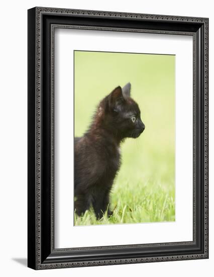 domestic cat, Felis silvestris catus, young animal, black, sidewise-David & Micha Sheldon-Framed Photographic Print