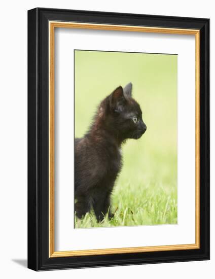 domestic cat, Felis silvestris catus, young animal, black, sidewise-David & Micha Sheldon-Framed Photographic Print