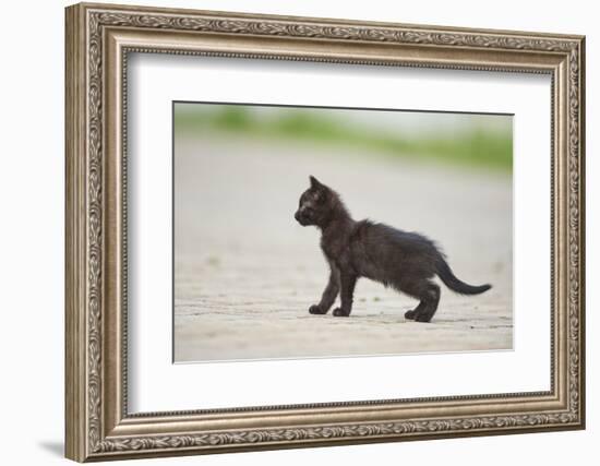 domestic cat, Felis silvestris catus, young animal, black, sidewise-David & Micha Sheldon-Framed Photographic Print