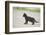 domestic cat, Felis silvestris catus, young animal, black, sidewise-David & Micha Sheldon-Framed Photographic Print
