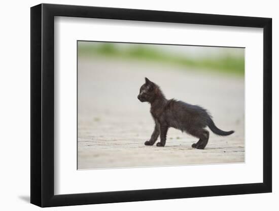 domestic cat, Felis silvestris catus, young animal, black, sidewise-David & Micha Sheldon-Framed Photographic Print