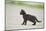 domestic cat, Felis silvestris catus, young animal, black, sidewise-David & Micha Sheldon-Mounted Photographic Print