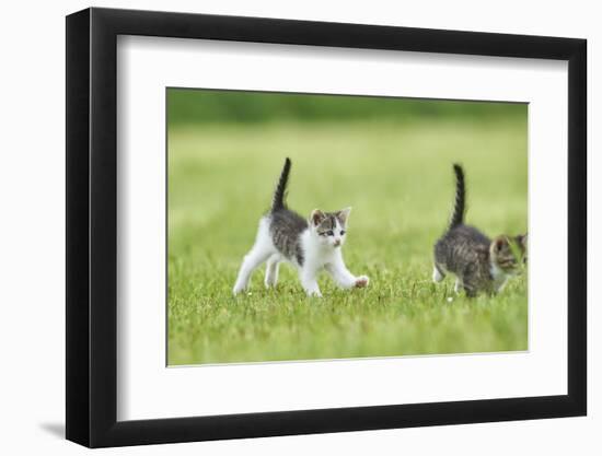 domestic cat, Felis silvestris catus, young animal, meadow, sidewise, run-David & Micha Sheldon-Framed Photographic Print