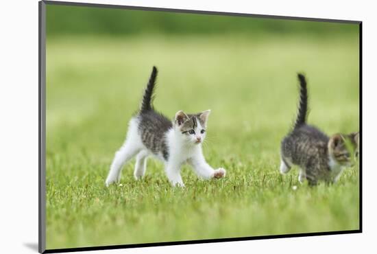 domestic cat, Felis silvestris catus, young animal, meadow, sidewise, run-David & Micha Sheldon-Mounted Photographic Print