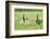 domestic cat, Felis silvestris catus, young animal, meadow, sidewise, run-David & Micha Sheldon-Framed Photographic Print